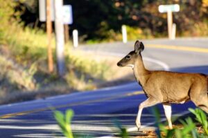 Los angeles car accident lawyer animal crossing
